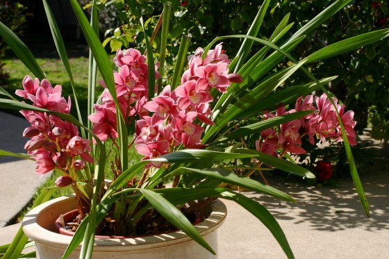 Cymbidium (Simbidyum) Orkide Nasıl Yetiştirilir